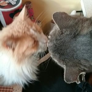 "I just love to posh, don't yoooo?"